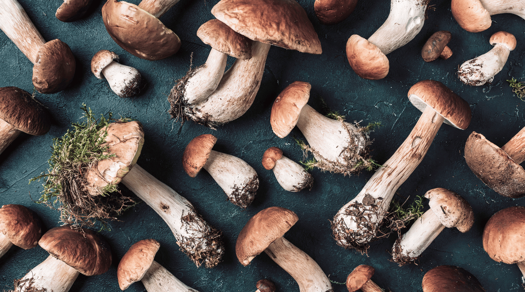 Porcini Mushrooms: Piedmont's Forest Gems