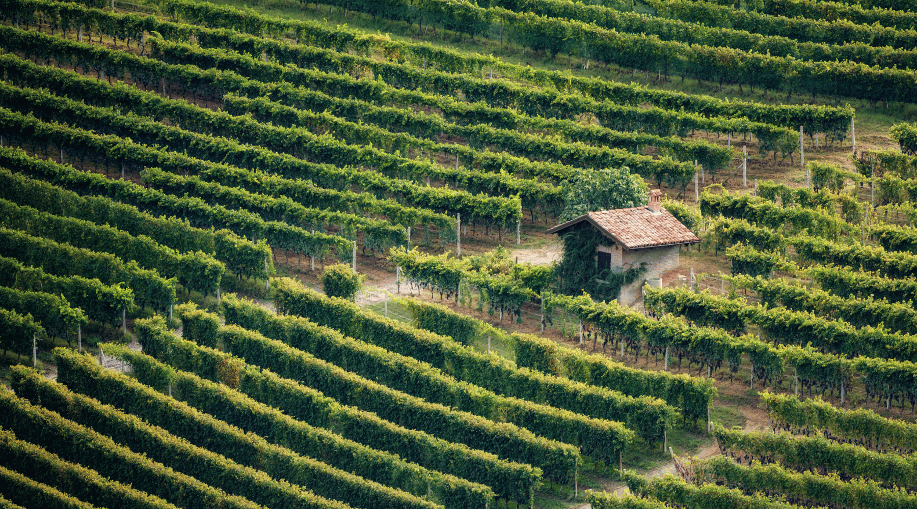 Barolo Wine: The Jewel of Piedmont