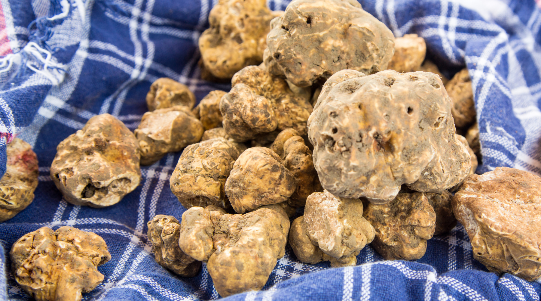 Alba White Truffles